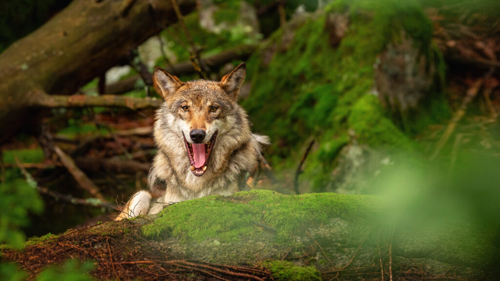 Avec les loups : participez à la journée spéciale ce 15 novembre à Lyon ! 