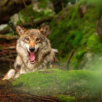 Avec les loups : participez à la journée spéciale ce 15 novembre à Lyon ! 