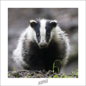 Cartes postale Blaireau