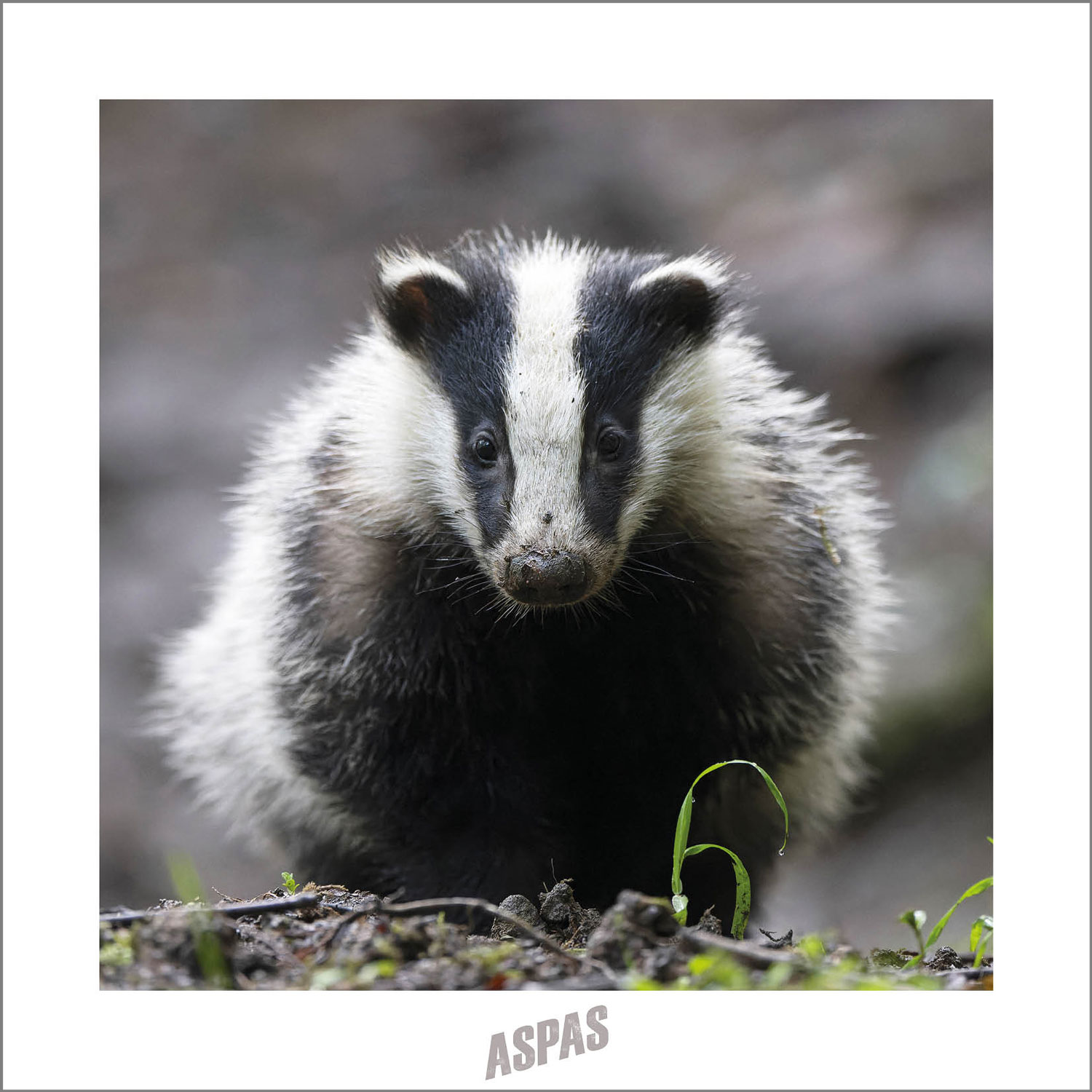 Cartes postale Blaireau