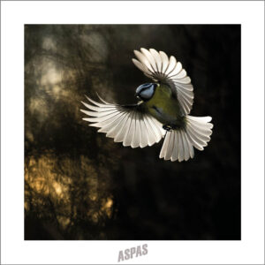 Cartes postale Mésange bleue