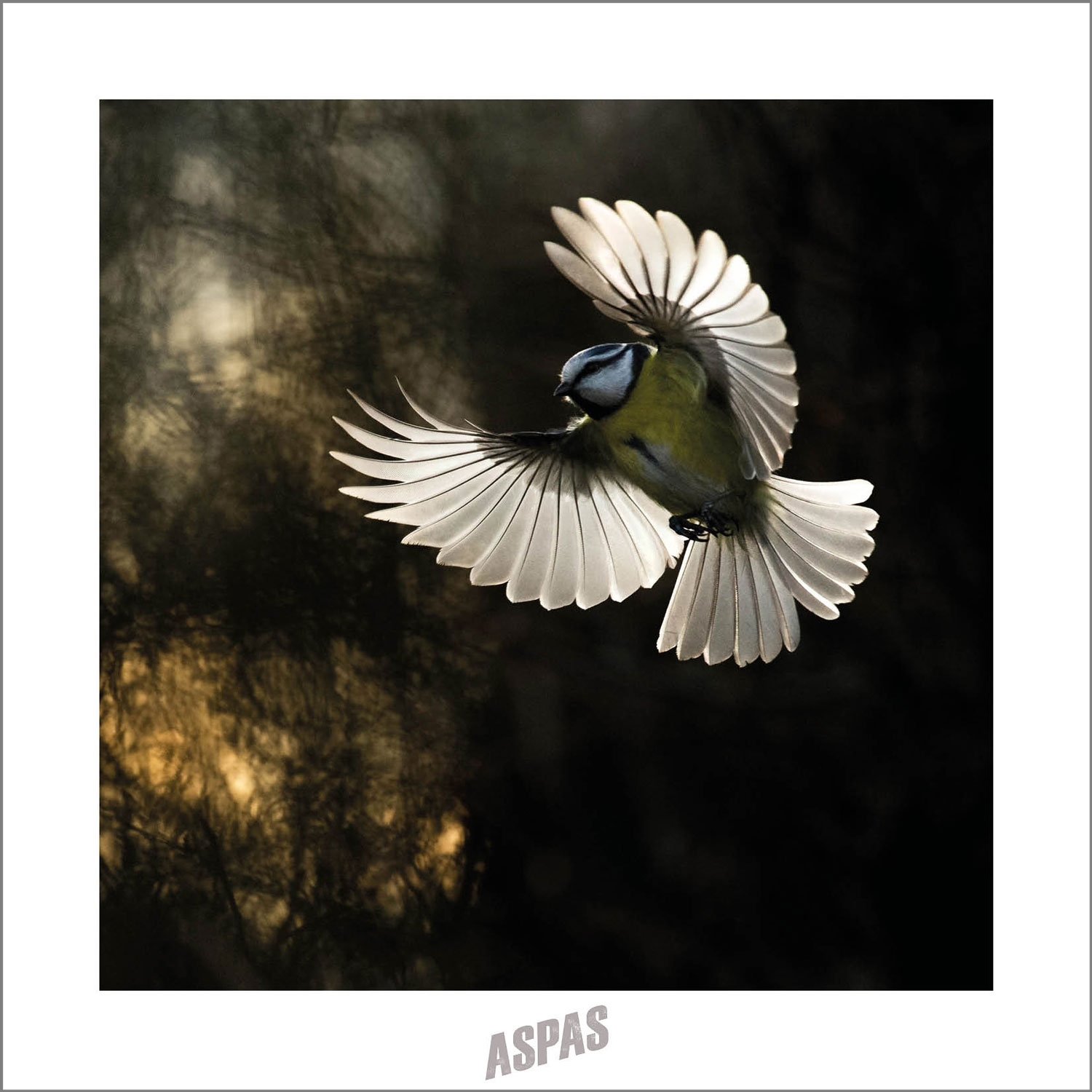20 000 ans ou la grande histoire de la nature - Stéphane Durand