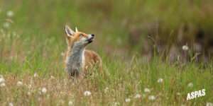 Carte postale panoramique - Renard roux - Collection 2026