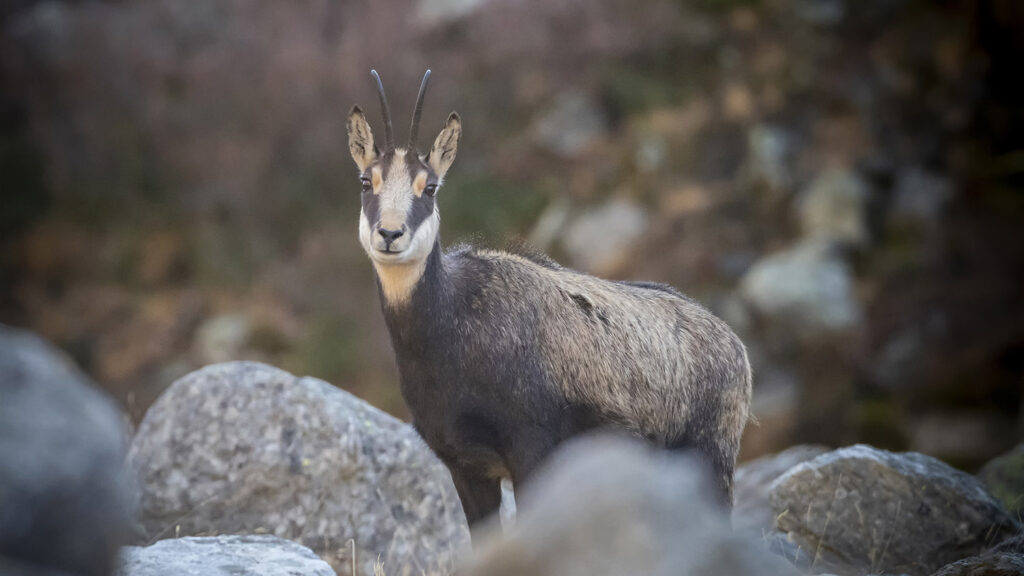 La chasse aux chamois n'est-elle pas interdite en période de rut ?