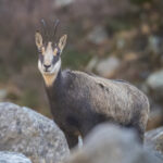 La chasse aux chamois n'est-elle pas interdite en période de rut ?