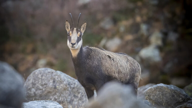 la chasse aux chamois n'est-elle pas interdite en période de rut ? 5 La chasse aux chamois n'est-elle pas interdite en période de rut ?