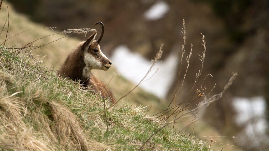 Quand l’ASPAS dénonçait déjà les excès de la chasse du chamois, en 1993... 