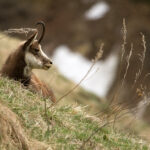 Quand l’ASPAS dénonçait déjà les excès de la chasse du chamois, en 1993... 