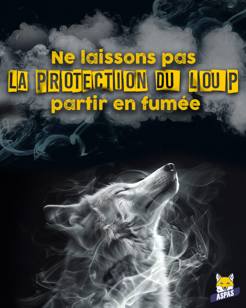 loup retiré des espèces protégées en france : avis 100% défavorable ! 1 Loup retiré des espèces protégées en France : AVIS 100% DÉFAVORABLE !