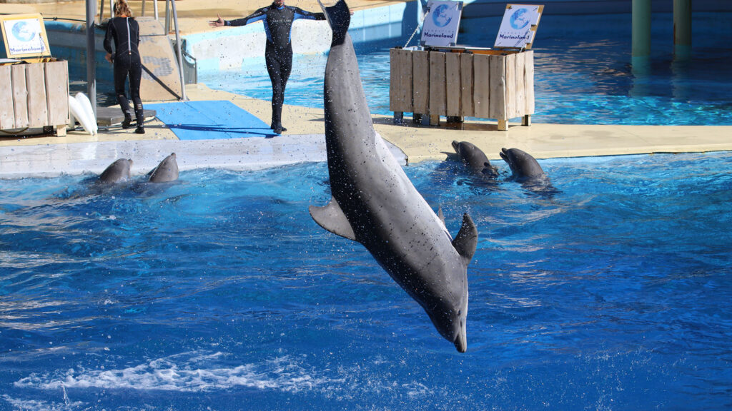 15 ONG dénoncent le projet de Delphinarium à Beauval