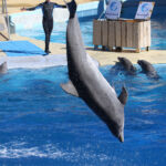 15 ONG dénoncent le projet de Delphinarium à Beauval