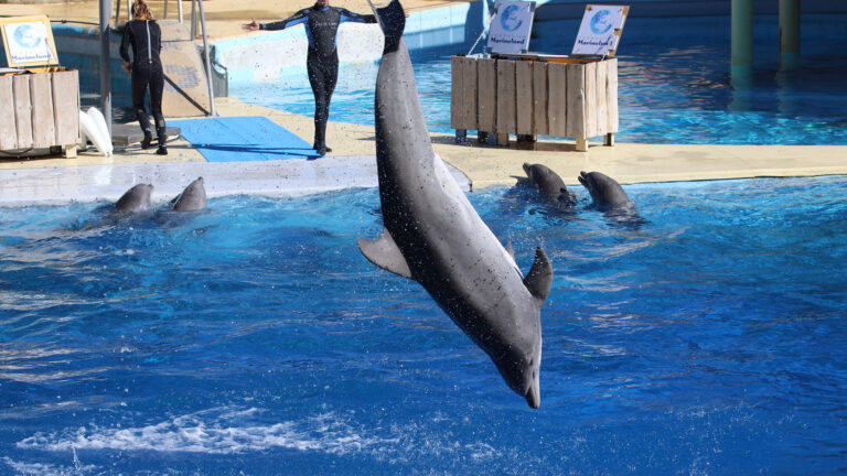 15 ONG dénoncent le projet de Delphinarium à Beauval