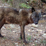 Étude : une première meute de loups noirs confirmée en France ! 