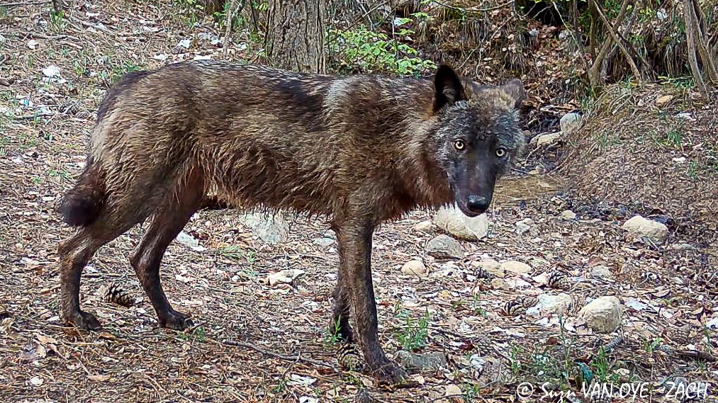 Étude : une première meute de loups noirs confirmée en France ! 