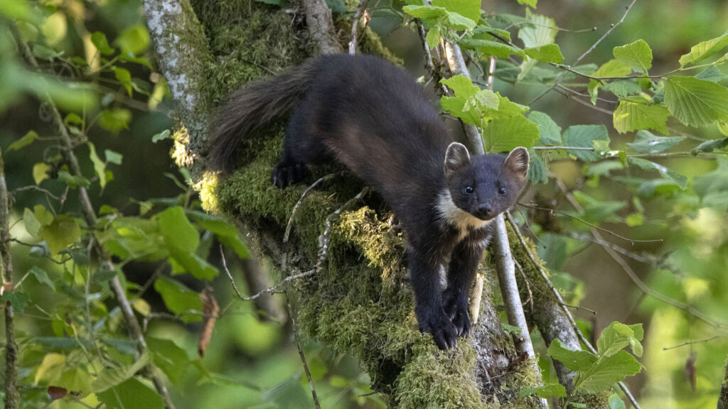 L'ASPAS agit pour les "nuisibles" : 40 ans d’acharnement gagnant !