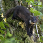 L'ASPAS agit pour les "nuisibles" : 40 ans d’acharnement gagnant !