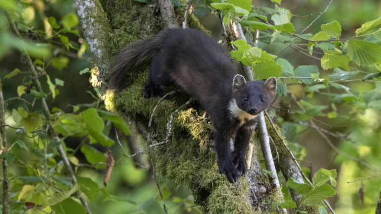 l'aspas agit pour les "nuisibles" : 40 ans d’acharnement gagnant ! 2 L'ASPAS agit pour les "nuisibles" : 40 ans d’acharnement gagnant !