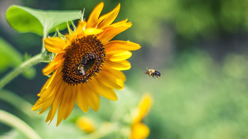 Pesticides : le gouvernement ne compte pas revoir les procédures d'autorisation et se pourvoit en cassation !