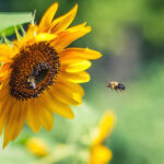 Pesticides : le gouvernement ne compte pas revoir les procédures d'autorisation et se pourvoit en cassation !