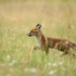 Chasser les renards ne protège pas mieux les poulaillers ! 
