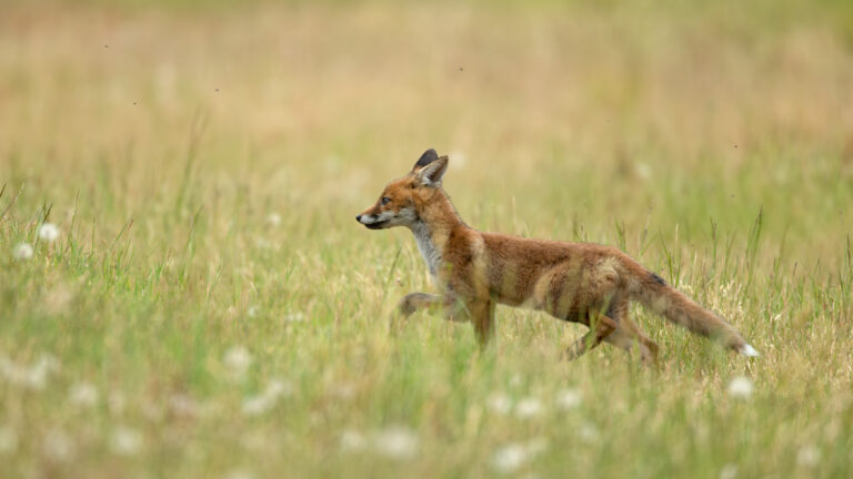 chasser les renards ne protège pas mieux les poulaillers ! 4 Chasser les renards ne protège pas mieux les poulaillers !