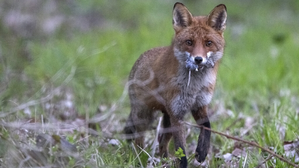 Renard : 68 associations du Grand Est demandent son retrait de la liste des "ESOD"