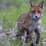 Renard : 68 associations du Grand Est demandent son retrait de la liste des "ESOD"