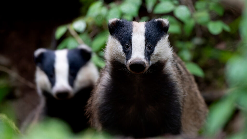 L'année 2025 de l'ASPAS : une année de succès pour les animaux sauvages !