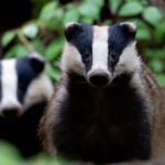 L'année 2025 de l'ASPAS : une année de succès pour les animaux sauvages !