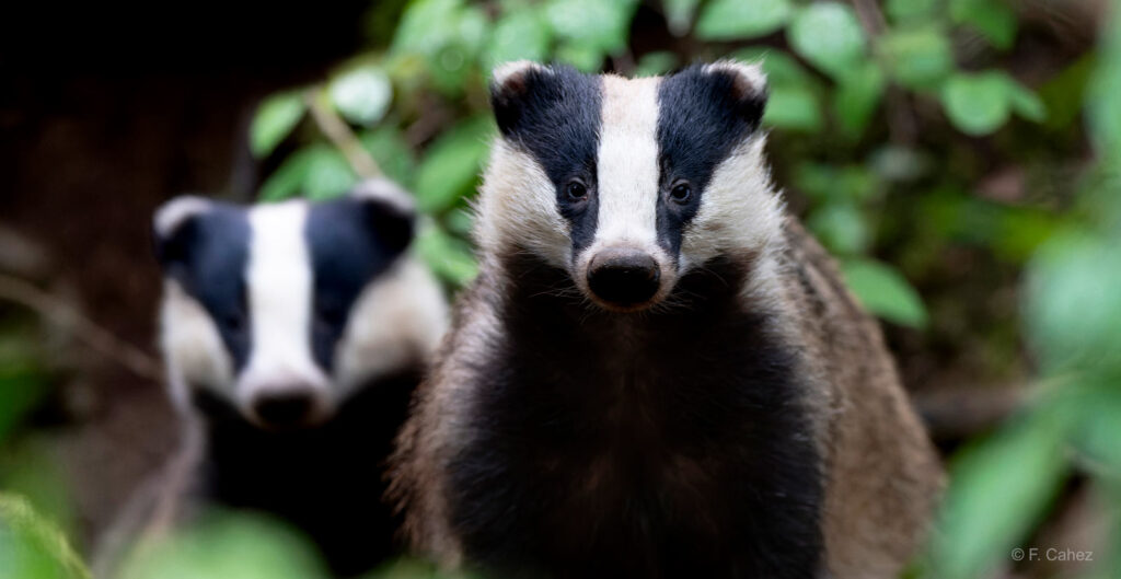 L'année 2025 de l'ASPAS : une année de succès pour les animaux sauvages !