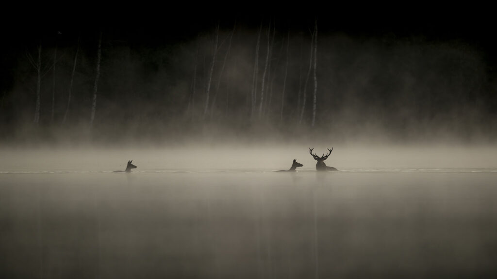 "Le Chant des forêts" : l'ASPAS partenaire du nouveau film de Vincent Munier