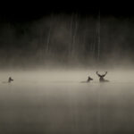 "Le Chant des forêts" : l'ASPAS partenaire du nouveau film de Vincent Munier