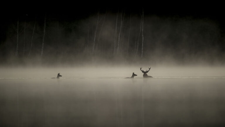 "le chant des forêts" : l'aspas partenaire du nouveau film de vincent munier 1 "Le Chant des forêts" : l'ASPAS partenaire du nouveau film de Vincent Munier