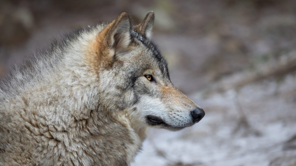 Le Conseil d'État vient au secours des loups en dispersion !