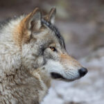 Le Conseil d'État vient au secours des loups en dispersion !