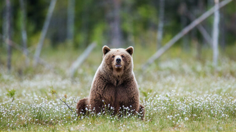 ours à comportement "anormal ou dangereux" : avis défavorable ! 12 Ours à comportement "anormal ou dangereux" : avis défavorable !