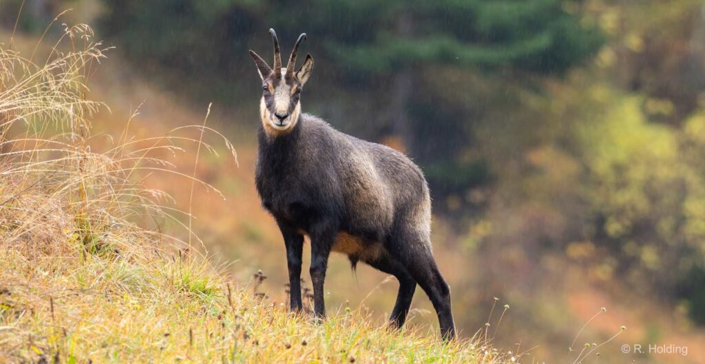 L'année 2025 de l'ASPAS : une année de succès pour les animaux sauvages !