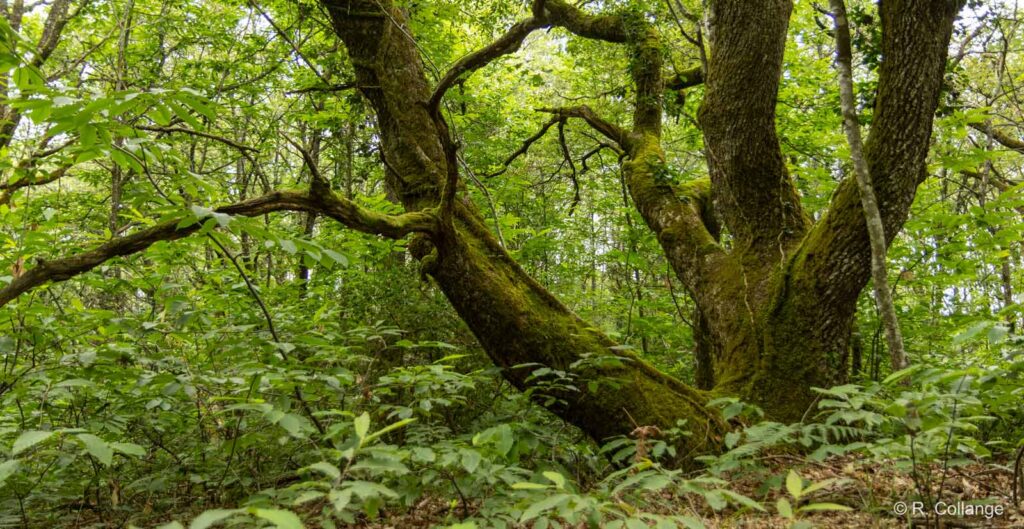L'année 2025 de l'ASPAS : une année de succès pour les animaux sauvages !