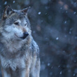 1082 loups en France : une stagnation très inquiétante...