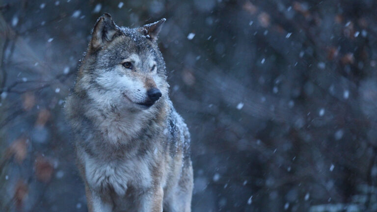 1082 loups en france : une stagnation très inquiétante... 2 1082 loups en France : une stagnation très inquiétante...