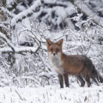 Pour les renards, faites une déclaration de NON-dégât !