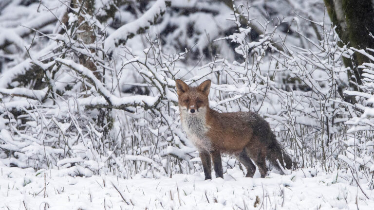 pour les renards, faites une déclaration de non-dégât ! 1 Pour les renards, faites une déclaration de NON-dégât !