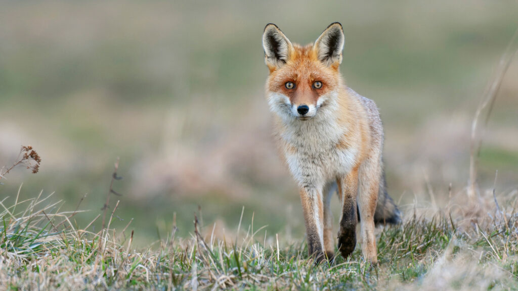 7 associations lancent une pétition pour sortir les renards de la liste "ESOD"