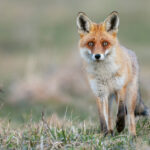 7 associations lancent une pétition pour sortir les renards de la liste "ESOD"