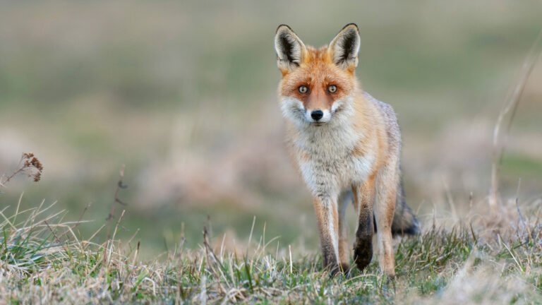 7 associations lancent une pétition pour sortir les renards de la liste "ESOD"