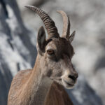 L’État condamné pour avoir tué des dizaines de bouquetins !