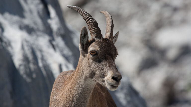 l’état condamné pour avoir tué des dizaines de bouquetins ! 4 L’État condamné pour avoir tué des dizaines de bouquetins !
