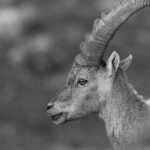 En 2013, l'ASPAS déjà aux côtés des bouquetins martyrs du reblochon... 