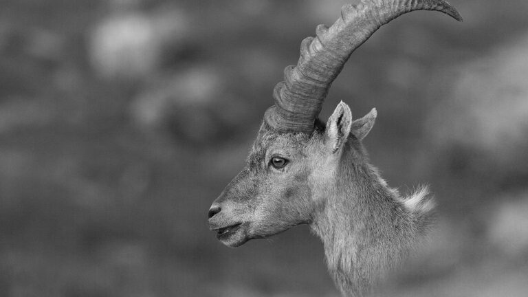 En 2013, l'ASPAS déjà aux côtés des bouquetins martyrs du reblochon... 