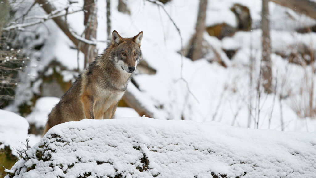 Les loups toujours protégés en France, mais pour combien de temps ?